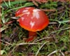 Unknown mushroom, Mushroom