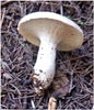 Unknown mushroom, Mushroom