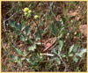 Lomatium lucidum, Shiny Lomatium