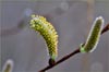 Sitka Willow, Salix sitchensis