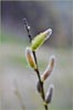 Salix sitchensis, Sitka Willow