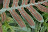 Polypodium californicum, California Polypody