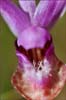 Calypso Orchid, Calypso bulbosa
