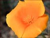 Eschscholzia california ssp mexicana, Mexican Gold Poppy