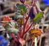 Desert Bells, Phacelia campanularia