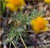 Lasthenia californica ssp gracilis, Goldfields
