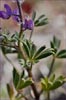 Desert Lupine, Lupinus sparsiflorus