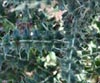 Wavyleaf Thistle, Cirsium undulatum var undulatum