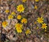 Lasthenia californica ssp gracilis, Goldfields