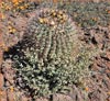 Barrel Cactus, Ferocactus sp