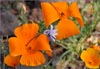 Mexican Gold Poppy, Eschscholzia california ssp mexicana