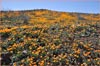 Mexican Gold Poppy, Eschscholzia california ssp mexicana