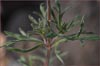 Verbena bipinnatifida, Dakota Verbena