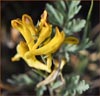 Corydalis aurea, Golden Corydalis