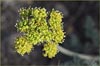Eriogonum sp, Buckwheat