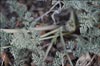 Eriogonum sp, Buckwheat