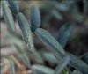 Astragalus sp, Vetch
