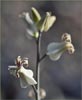 Streptanthus carinatus ssp arizonicus, Arizona Jewelflower