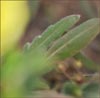 Oenothera primiveris ssp primiveris, Yellow Desert Evening Primrose