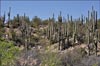 Saguaro, Carnegiea gigantea