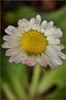 English Daisy, Bellis perennis