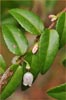 Vaccinium ovatum, California Huckleberry