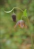 Mission Bells, Fritillaria affinis var affinis