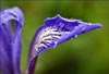Iris douglasiana, Douglas Iris