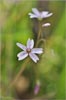 Gypsum Spring Beauty, Claytonia gypsophiloides