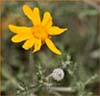 Woolly Sunflower, Eriophyllum lanatum