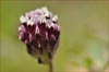 Trifolium variegatum, Whitetip Clover