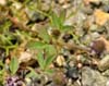 Whitetip Clover, Trifolium variegatum