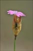 Petrorhagia prolifera, Wild Carnation