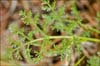 Lomatium dasycarpum, Woolly Fruited Lomatium