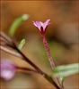 Epilobium ciliatum ssp watsonii, Watsons Fireweed
