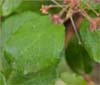 Ribes viburnofolium, Evergreen Currant