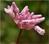 Dichelostemma volubile, Twining Snake Lily