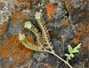 Phacelia circutaria var hispida, Caterpillar Phacelia