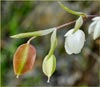 Globe Lily, Calochortus albus