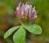 Trifolium hirtum, Rosy Clover