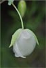 Globe Lily, Calochortus albus