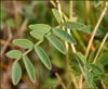 Locoweed, Astragalus lentiginosus