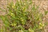 Astragalus sp, Milkvetch