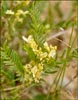 Astragalus sp, Milkvetch