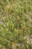 Limber Pine, Pinus flexilis