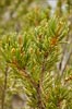 Limber Pine, Pinus flexilis