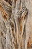 Juniperus osteosperma, Utah Juniper