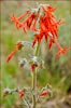 Scarlet Gilia, Ipomopsis aggregata