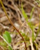 Delphinium nuttallianum, Nuttalls Larkspur
