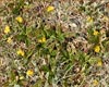 Oreoxis alpina, Alpine Parsley